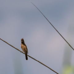 sparrow on branch