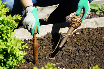 Woman in garden at gardening stakes plant line with twine on a sunny summer day