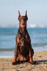 Doberman dog best frend puppy 