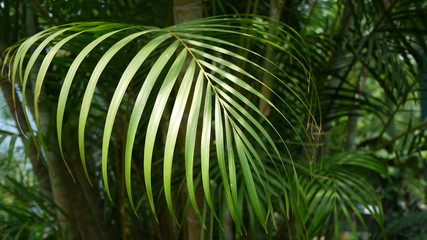 Summer background with palm tree leaves