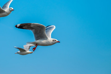 Seagull flying