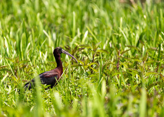 Bird in the grass
