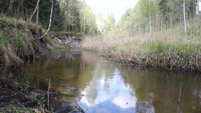 Summer shallow sunny river in the green forest.