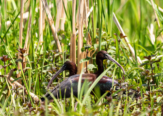 Birds making the love sign