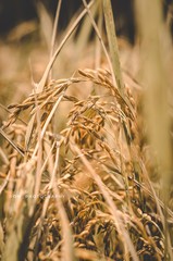 ears of wheat