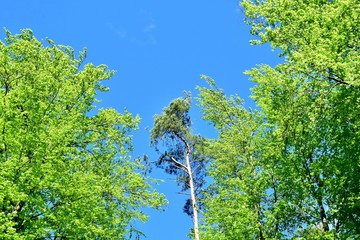 Frühlingsgrün im Blätterwald