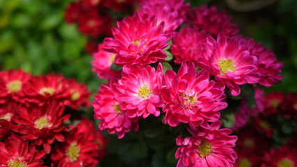 Beautiful pink flowers with unique shapes