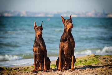 Doberman dog best frend puppy 