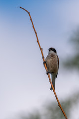 bird on branch