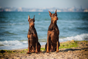 Doberman dog best frend puppy 