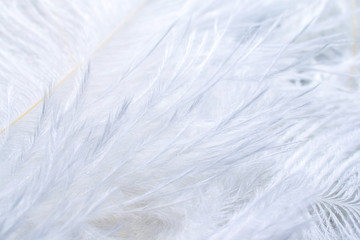 Obraz premium white ostrich feather macro for wedding invitation