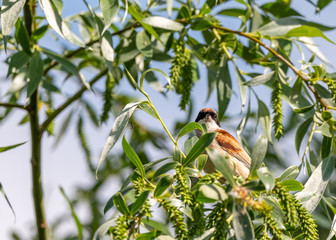 bird on a branch