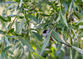 bird on a branch