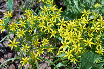 Several flowers of yellow goose onion blossomed on a warm Sunny day on a green lawn. The flowers have six thin yellow petals. Green juicy fresh grass grew. Bright sunlight is shining.