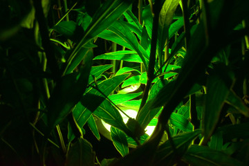 Obraz premium Spotlights that live in green leaves at night, close-up
