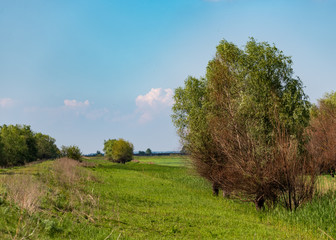 tree in a field
