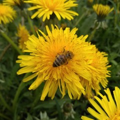 bee on dandelion