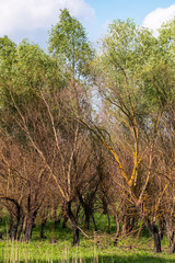 Burnt trees