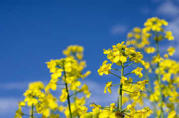 Bright yellow rapeseed flowers against deep blue sky in springtime, close-up, selective focus