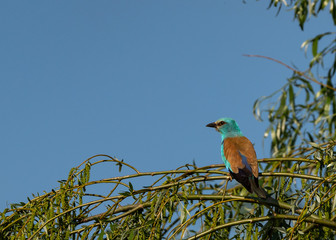 Prigoria  on a branch