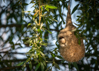 Bird in it's nest