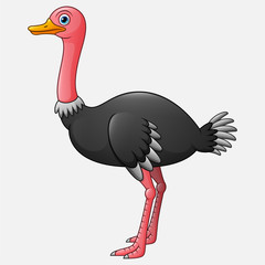 Cute Ostrich Cartoon White Background