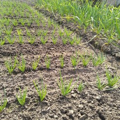 field of green onions