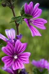 Malva sylvestris flowers. Purple flower background in grass