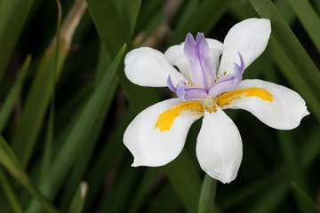 Fototapeta na wymiar Wild white Iris Flower
