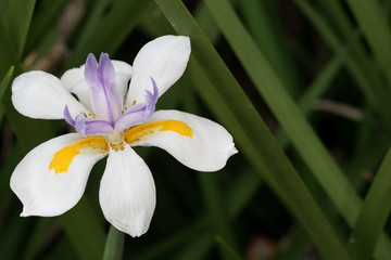 Wild white Iris Flower