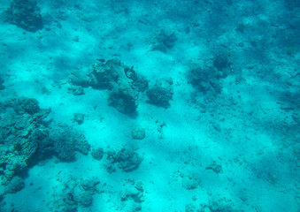 coral fish, coral reef, underwater