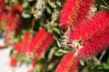 Red Bottlebrush flower