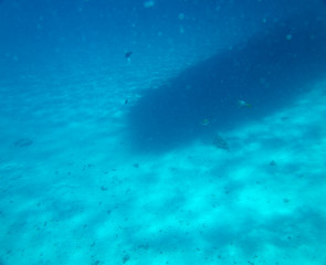coral fish, coral reef, underwater