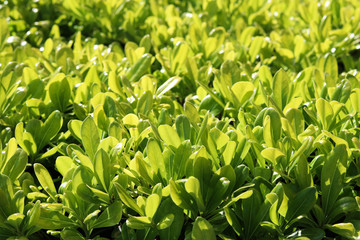 green leaf background