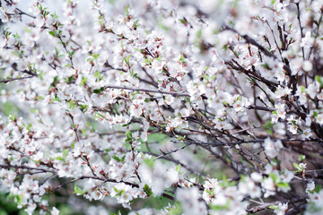 Cherry branches with flowers and leaves close-up.
