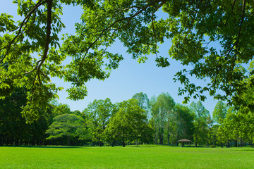 Park tree in the morning