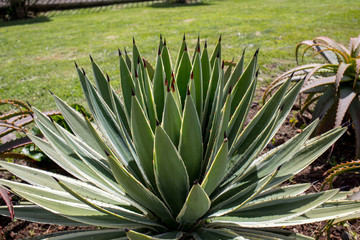  Green big leaves of Agave Succulent Plant