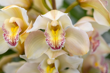 Obraz na płótnie Canvas Close up of beauty yellow orchid flower