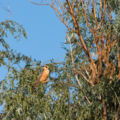 Hawk on a branch