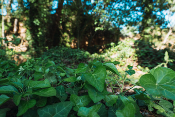 Ivy background covering the forest floor