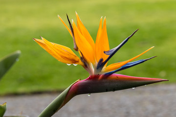 Tropical flower strelitzia or bird of paradise on Madeira Island,  Portugal.