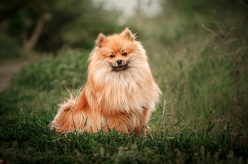 ginger spitz fun fluffy dog ​​walk through the park