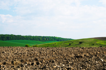 Plowed field, wavy hills and forest under the morning sun in Ukraine. Copy space.