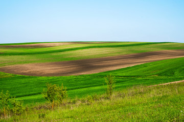 Wavy fields under the morning sun in Ukraine. Copy space.