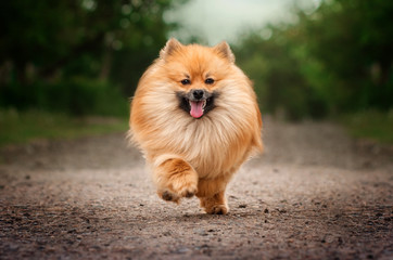 ginger spitz fun fluffy dog ​​walk through the park - obrazy, fototapety, plakaty