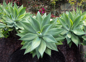  Green big leaves of Agave Succulent Plant