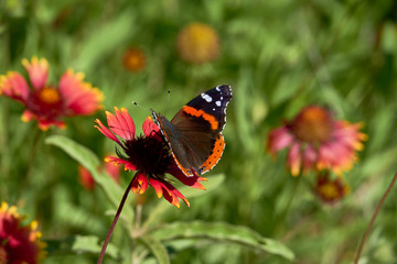 Red admiral butterfly (Vanessa atalanta) perched on a Fireweel Indina Blanket Gaillardia Flower