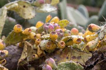 Opuntia vulgaris is a species of cactus that has long been a domesticated crop plant important in agricultural economies throughout arid and semiarid parts of the world.