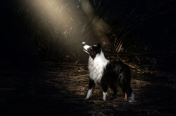 border collie dog spring portrait walking in the magical forest magic light butterfly on the nose