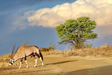 Oryx - Gemsbock